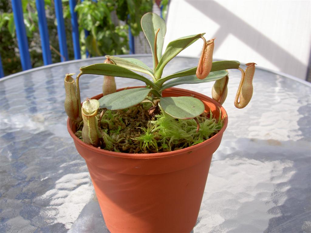 Nepenthes vieillardi 'Mount Kagnis Giant'